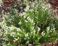 clinopodium georgianun narrow3.jpg